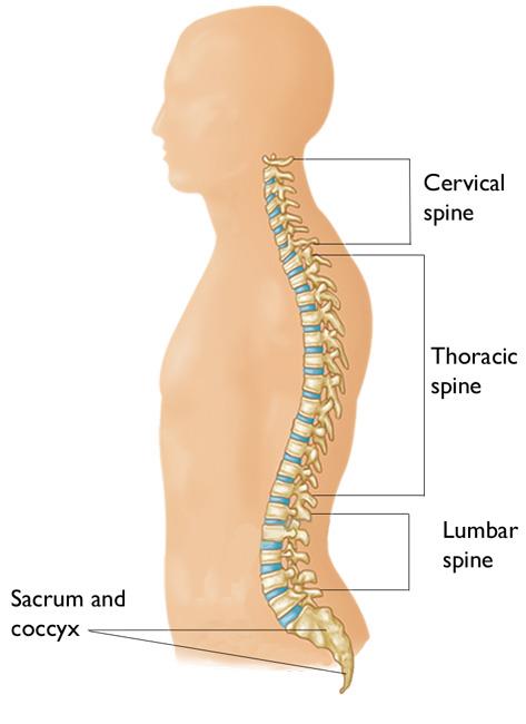 chiropractic care for radiculopathy